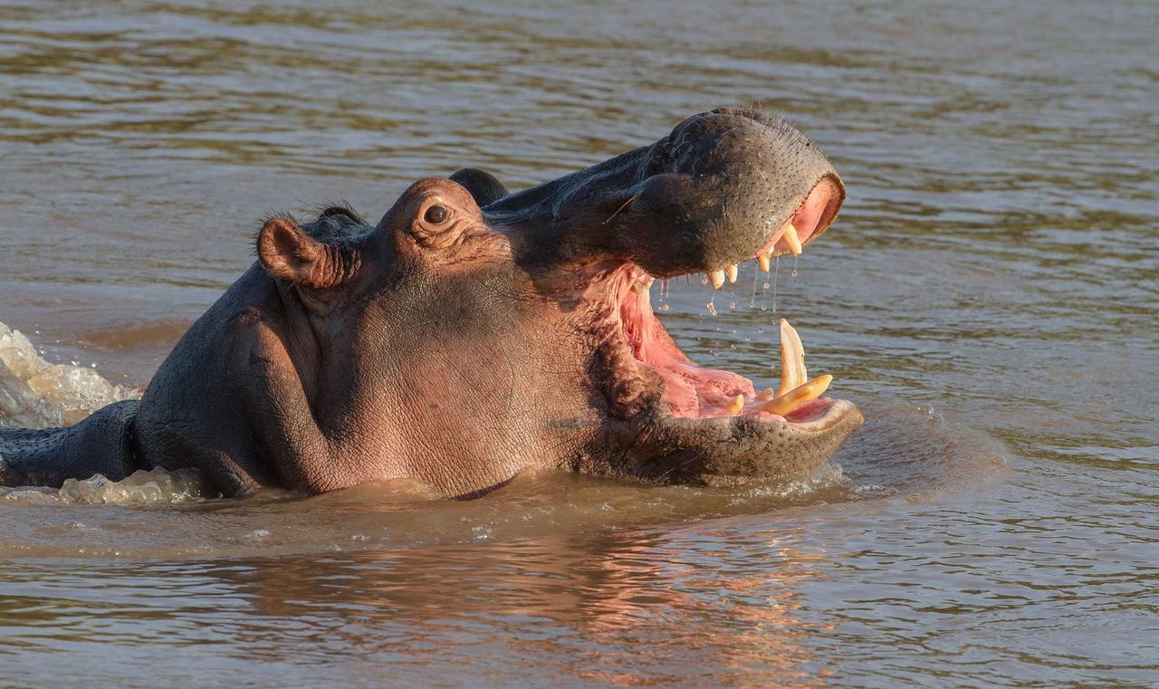 Ximongwe River Camp - Crocodile Cottage Balule Game Reserve Eksteriør billede